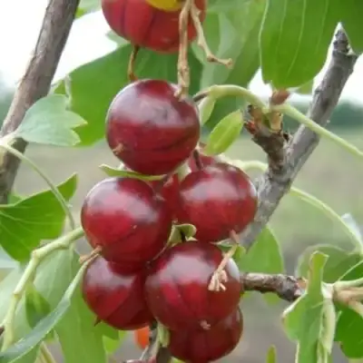 Смородина золотистая КЛЮКВЕННАЯ в Волковыске