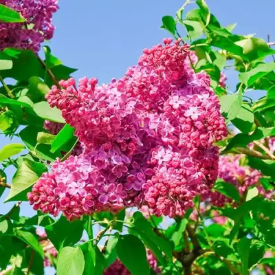 Сирень КРАСНАЯ МОСКВА в Волковыске