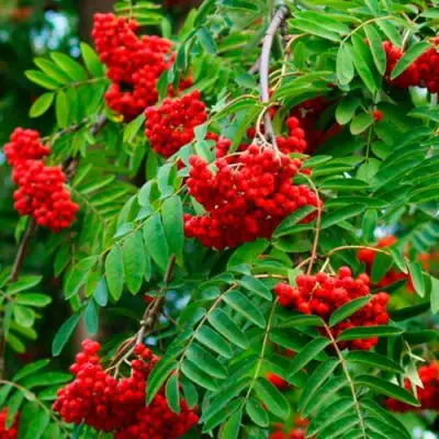 Рябина ПЛАКУЧАЯ сладкоплодная в Волковыске