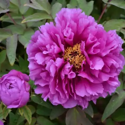 Пион ЛИЛОВАЯ ФАНТАЗИЯ древовидный в Волковыске