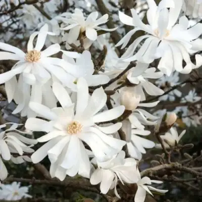 Магнолия РОЯЛ СТАР в Волковыске