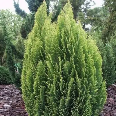 Кипарисовик ЭЛВУДИ ЭМПАЙР лавсона в Волковыске