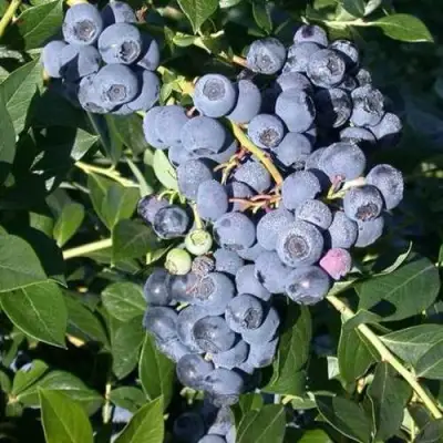 Голубика БОНУС в Волковыске