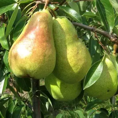 Груша БЕРЕ ЛЮКА в Волковыске