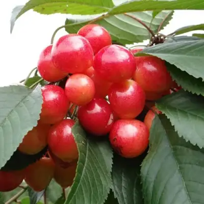 Черешня ГАСТИНЕЦ в Волковыске