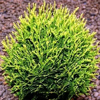 Туя ВОТЕРФИЛД западная в Волковыске