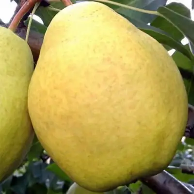 груша Осенний Великан