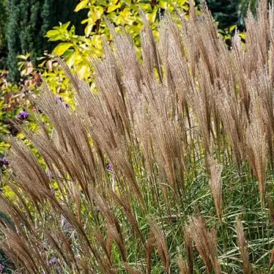 Мискантус КЛЯЙН СИЛЬБЕРСПАЙН китайский  в Волковыске