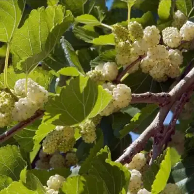 Шелковица БЕЛАЯ АЛЬБА в Волковыске