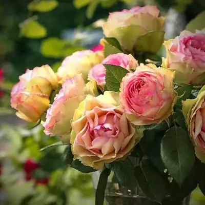 Роза ПИТАХАЙЯ чайно-гибридная в Волковыске