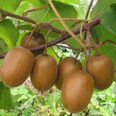 Актинидия ХЕЙВАРД киви в Волковыске