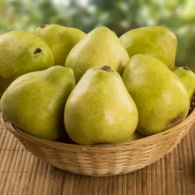 Груша ВИЛИЯ в Волковыске