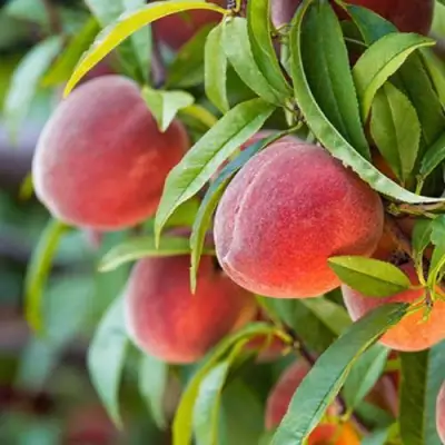 Персик РЕД ХЕВЕН в Волковыске