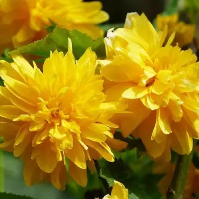 Керрия японская АУРЕОВАРИЕГАТТА в Волковыске