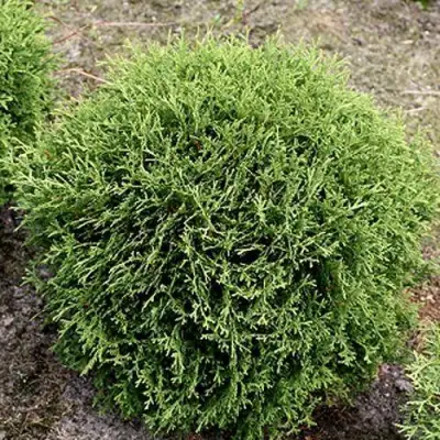 Туя ТИНИ ТИМ западная в Волковыске