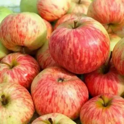 Яблоня РАНЕТКА (КОРОБОВКА) в Волковыске