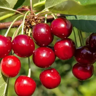 Вишня ЛЮБСКАЯ в Волковыске