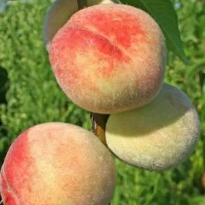 Персик ДОНЕЦКИЙ БЕЛЫЙ в Волковыске