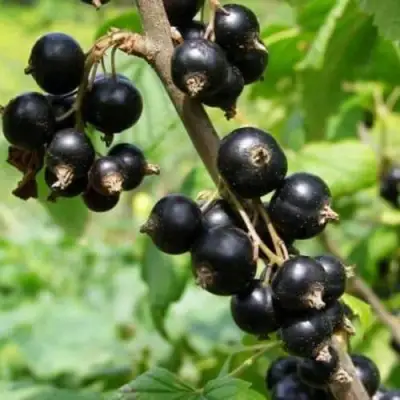 Смородина черная ВОЛОГДА в Волковыске