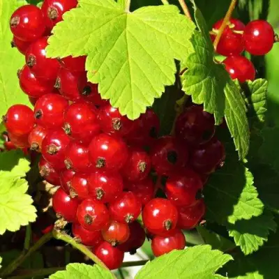 Смородина красная ГАЗЕЛЬ в Волковыске