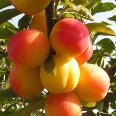 Слива ВЕТРАЗЬ-2 в Волковыске