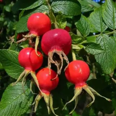 Шиповник ВИТАМИННЫЙ ВНИВИ в Волковыске