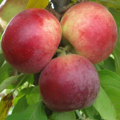 Яблоня БАЛЕРИНА ФЛАМЕНКО колонновидная  в Волковыске