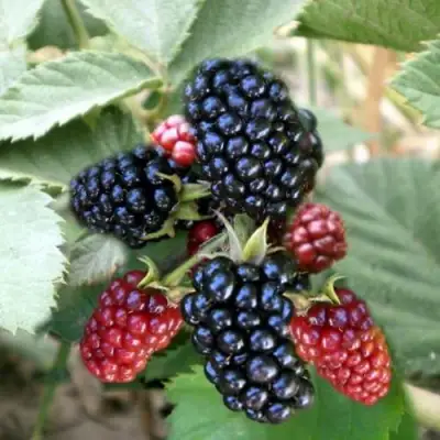 Ежевика ОРКАН бесшипная  в Волковыске