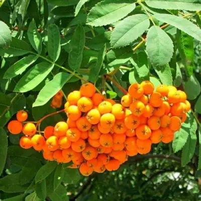 Рябина ДИРКЕНИ ЖЁЛТАЯ  сладкоплодная в Волковыске