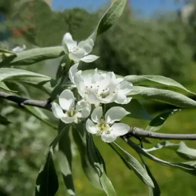 Груша ИВОЛИСТНАЯ в Волковыске