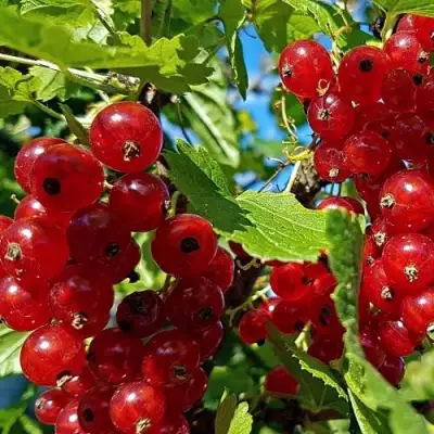 Смородина красная НЕНАГЛЯДНАЯ в Волковыске