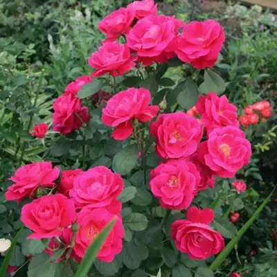 Роза ДЖОРДЖ ВАНКУВЕР флорибунда в Волковыске