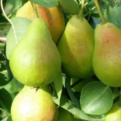 Груша ЛИРА в Волковыске