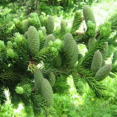 Пихта белая в Волковыске