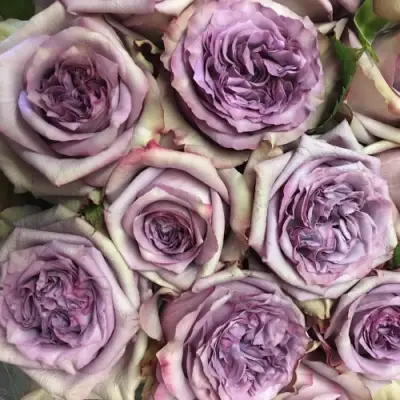 Роза ДОЛЬЧЕТТО чайно-гибридная в Волковыске