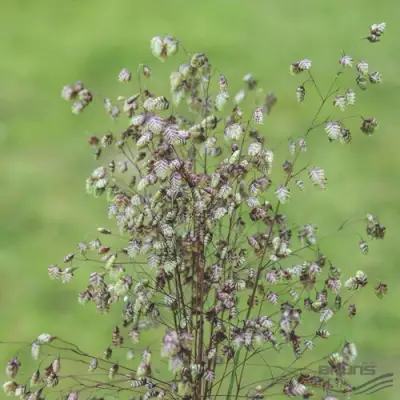 Трясунка средняя в Волковыске
