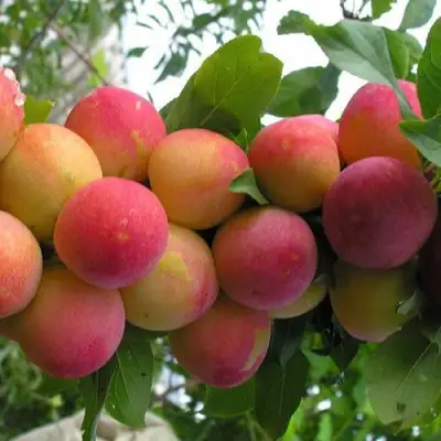 Слива СКОРОПЛОДНАЯ в Волковыске