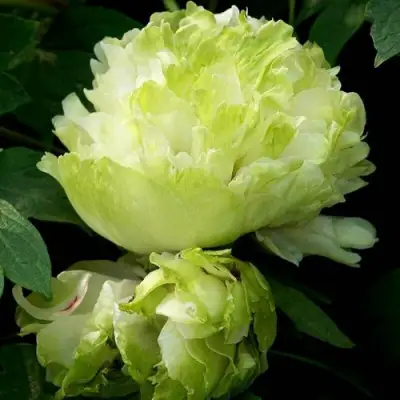 Пион ЗЕЛЕНЫЙ ШАР древовидный в Волковыске