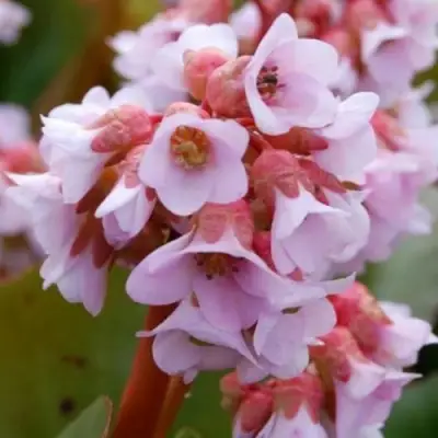 Бадан БЭБИ ДОЛЛ в Волковыске