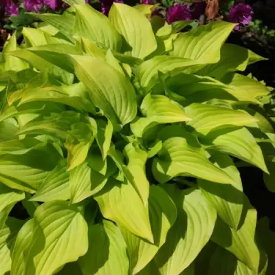 Хоста ХИДОН САНСЕТ в Волковыске