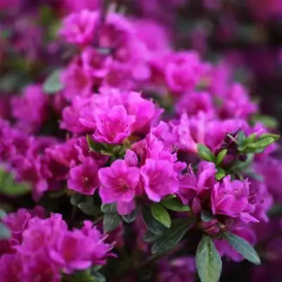 Азалия ГЕЙША ПЕРПЛ японская в Волковыске