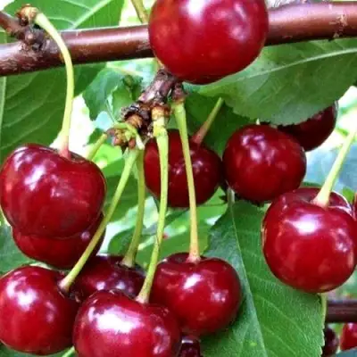 Дюк ШПАНКА ДОНЕЦКАЯ в Волковыске