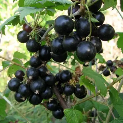 Смородина чёрная ШАРОВИДНАЯ в Волковыске