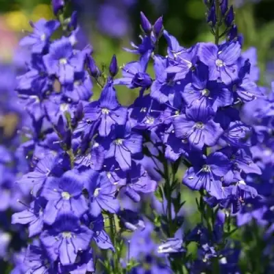 Вероника австрийская в Волковыске