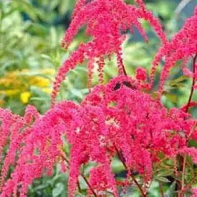 Астильба РЕД ЧАРМ Арендса в Волковыске