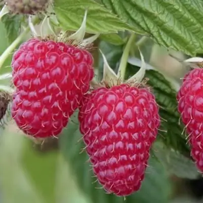 Малина ТУЛАМИН в Волковыске