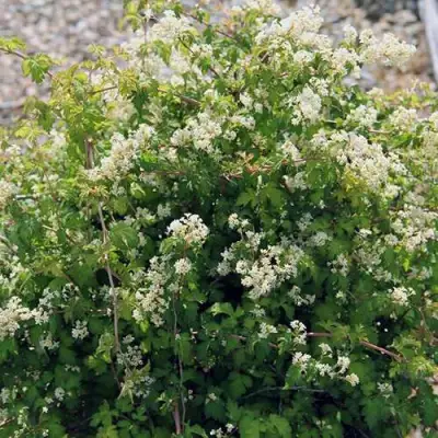 Стефанандра КРИСПА надрезаннолистная в Волковыске