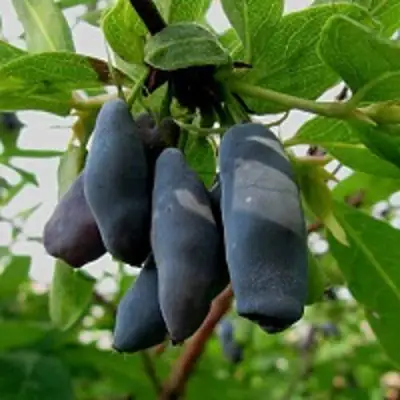 Жимолость съедобная ЧУЛЫМСКАЯ в Волковыске