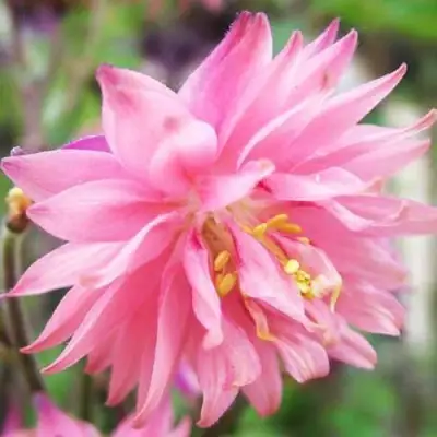 Аквилегия БАРЛОУ ПИНК гибрид МакКаны в Волковыске