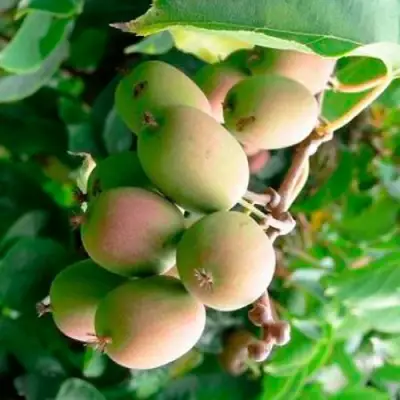 Актинидия ГИБРИДНАЯ КОЛБАСИНОЙ в Волковыске